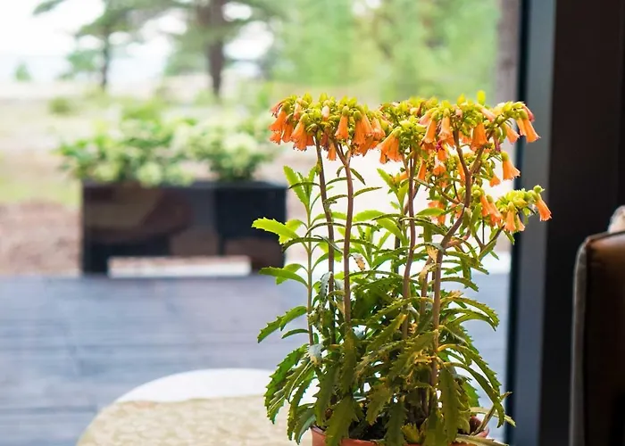 Dirhami Jacuzzi Villa